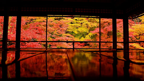 Япония, Киото, Азия, природа, деревья, HD обои HD wallpaper