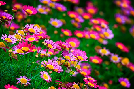 Цветя поляна, цветя, поляна, природа, лято, HD тапет HD wallpaper