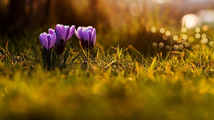 red and yellow petaled flowers, flowers, grass, crocus, purple flowers, HD wallpaper