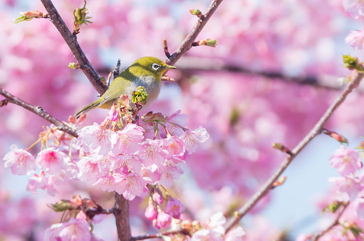 red and white bird on branch with pink flowers close-up photography, white bird, branch, pink, flowers, close-up photography, PENTAX  K-30, BORG, white-eye, nature, tree, pink Color, bird, springtime, cherry Blossom, flower, animal, outdoors, HD wallpaper