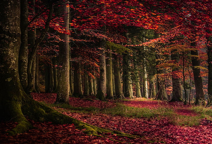 nature, forest, moss, red, landscape, roots, fall, grass, leaves, trees, HD wallpaper