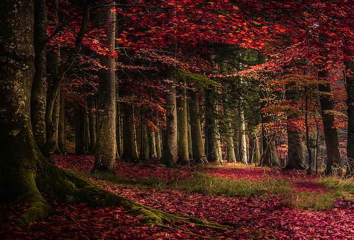 червени листни дървета, червени дървесни листа върху гората през деня, природа, пейзаж, гора, есен, листа, дървета, корени, трева, червен, мъх, HD тапет