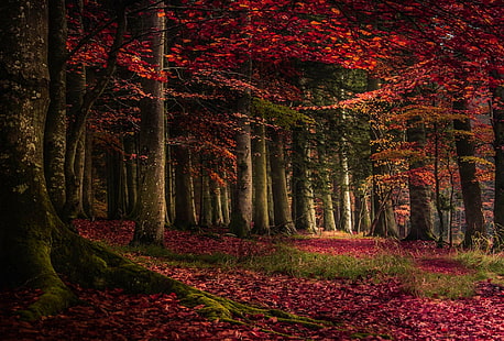 alberi a foglia rossa, foglie di albero rosso sulla foresta durante il giorno, natura, paesaggio, foresta, autunno, foglie, alberi, radici, erba, rosso, muschio, Sfondo HD HD wallpaper