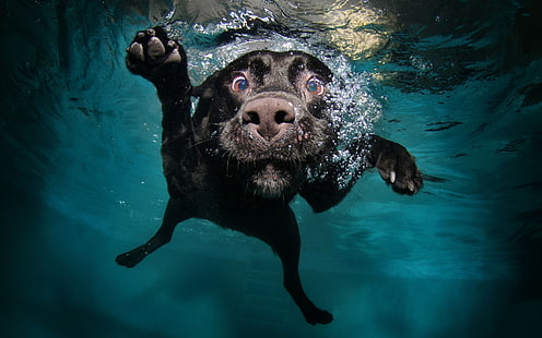 black dog underwater photography, dog, underwater, swimming, animals, nature, water, bubbles, muzzles, legs, swimming pool, black, HD wallpaper HD wallpaper