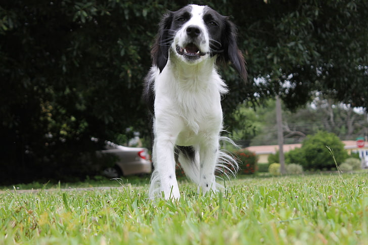 Border Collie, Beagles, Hund, Welpen, HD-Hintergrundbild