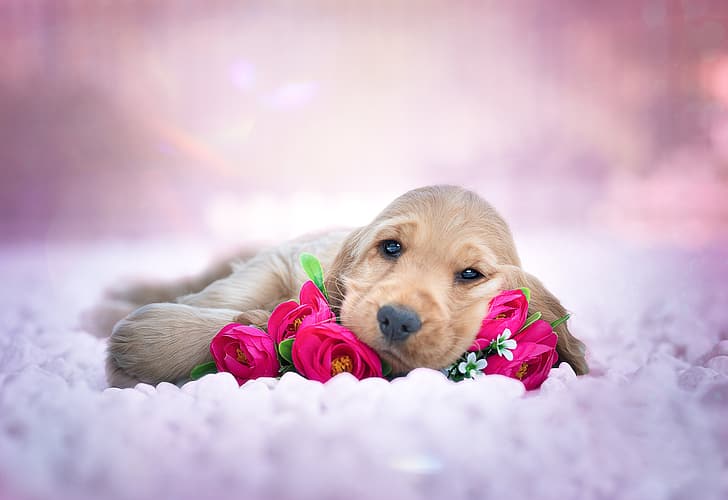 Perrito con flores HD fondos de pantalla descarga gratuita | Wallpaperbetter