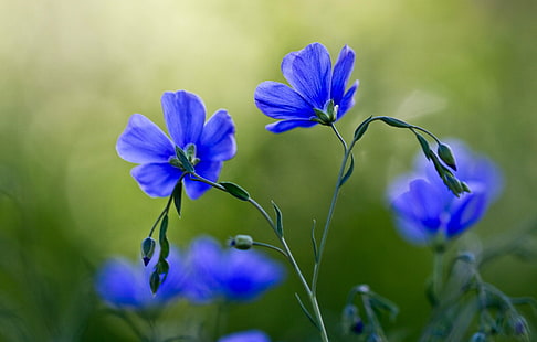 фотография фиолетовый цветок с лепестками, лен, лен, лен, бриз, фотография, фиолетовый, цветок цветок, цветы, цветочные, макро, крупным планом, ботанический сад Денвер, Колорадо, зеленый синий, боке, весна, природа, цветок, завод, лето, синий, весна, HD обои HD wallpaper