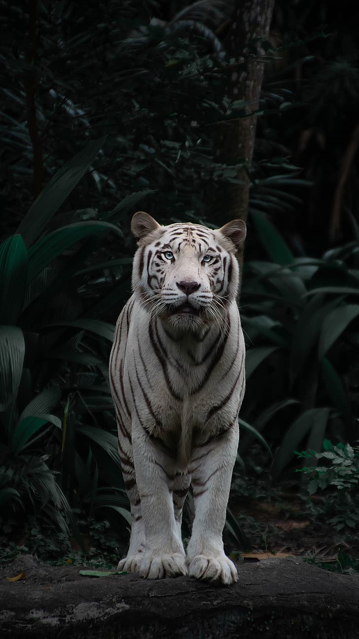 животные, природа, белые тигры, тигр, портретный дисплей, голубые глаза, вертикаль, HD обои, телефон обои
