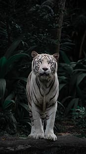 djur, natur, vita tigrar, tiger, porträttvisning, blå ögon, vertikal, HD tapet HD wallpaper