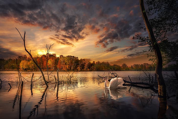 autumn, forest, landscape, nature, lake, bird, shore, Swan, HD wallpaper