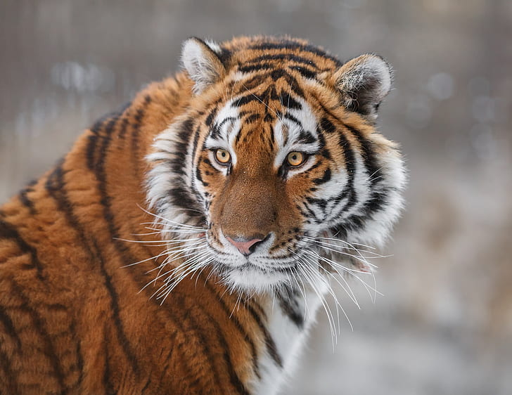 olhar, cara, tigre, retrato, gato selvagem, o tigre de Amur, HD papel de parede