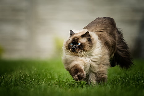 gato, hierba, mira, pose, claro, correr, cola, color, caminar, ojos azules, esponjoso, siamés, punto de color, muñeca de trapo, Fondo de pantalla HD HD wallpaper