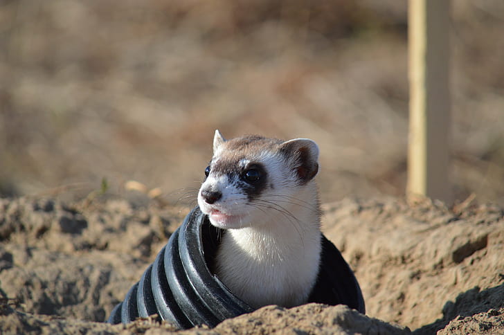 white and brown ferret on black tube at daytime, black-footed ferret, rocky mountain arsenal national wildlife refuge, black-footed ferret, rocky mountain arsenal national wildlife refuge, Black-footed Ferret, Release, Rocky Mountain Arsenal National Wildlife Refuge, white, black, tube, daytime, USFWS, U.S. FISH AND WILDLIFE SERVICE, Endangered Species, Wildlife Refuge, ESA, Endangered  WILDLIFE, Denver  Colorado, animal, mammal, wildlife, nature, looking, cute, HD wallpaper