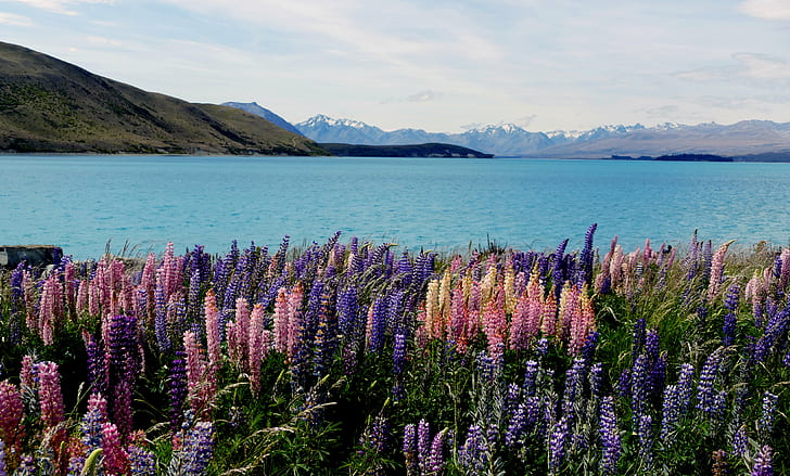 pink and purple petaled flowers along body of water with snowy mountain, Russell Lupin, Lake Tekapo, NZ, pink, purple, flowers, body of water, snowy mountain, Lupins, Lumix FZ1000, colours, Public Domain, Dedication, CC0, geo tagged, photos, nature, lake, mountain, flower, landscape, blue, summer, scenics, outdoors, beauty In Nature, HD wallpaper
