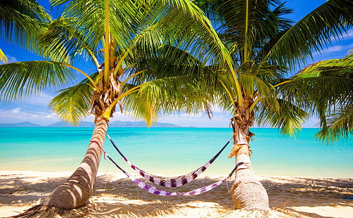 Тропический пляж Гамак HD Wallpaper, фиолетовый гамак, сезоны, лето, путешествия, пляж, красивые, тропические, удивительные, гамак, пальмы, отпуск, HD обои HD wallpaper
