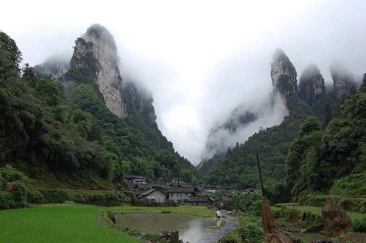緑の葉の植物と緑の木々、木、山、村、風景、中国、張家界国立公園、 HDデスクトップの壁紙