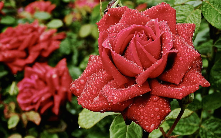 Czerwona róża z kroplami wody Tapeta HD na tablet i telefon komórkowy 1920 × 1200, Tapety HD