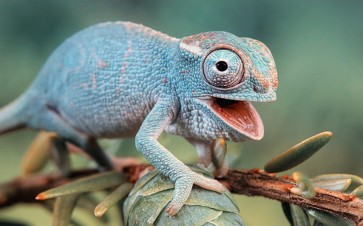 blue nature animals chameleons funny lizards reptiles 2558x1600  Entertainment Funny HD Art , Blue, nature, HD wallpaper