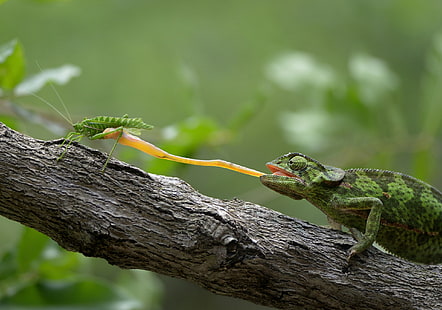 Lizard Chameleon comiendo, Sudáfrica, el Parque Nacional Kruger, Lizard Chameleon, saltamontes, comiendo, Fondo de pantalla HD HD wallpaper