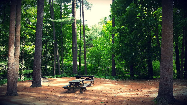 bench, camping, forest, green, greenery, tall, trees, woods, HD wallpaper