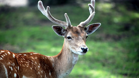 animals, 3840x2160, deer, hd, Deer s, 4K, HD wallpaper HD wallpaper