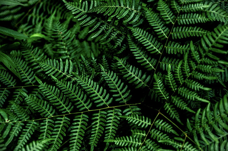 4K, oled, plantas, helecho, verde, negro, Fondo de pantalla HD
