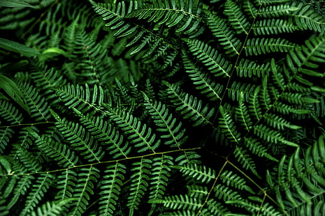 4K, oled, plantas, samambaia, verde, preto, HD papel de parede HD wallpaper
