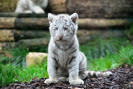 Tigre blanco, bebé, cachorro de tigre blanco, bebé, tigre, depredador, gatito, gato salvaje, hocico, tigre blanco, Fondo de pantalla HD HD wallpaper