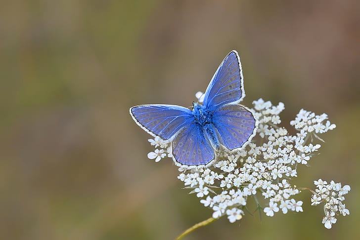花、青い蝶、花、蝶、自然を蝶します。、 HDデスクトップの壁紙