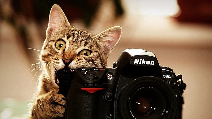 schwarze Nikon D700, schwarze Nikon DSLR-Kamera, Kamera, Nikon, Tiere, beißen, Natur, Katze, beige, HD-Hintergrundbild