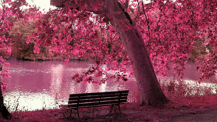 árbol rosado, lago, asiento, banco, rosa, Fondo de pantalla HD |  Wallpaperbetter