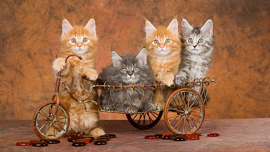 katt, cykel, cykel, polisonger, katter, kattunge, kattungar, kattunge, syskon, HD tapet HD wallpaper