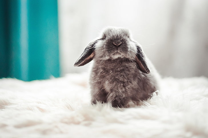 серый кролик, фон, пушистый, кролик, малыш, HD обои