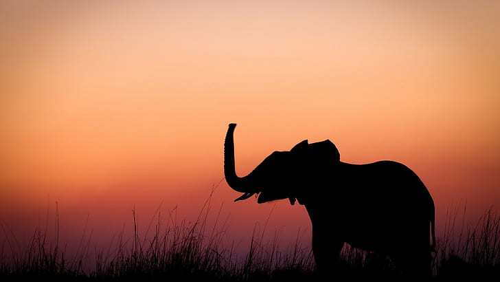 nature animals baby animals elephants silhouette sunset grass alone  minimalism, HD wallpaper | Wallpaperbetter