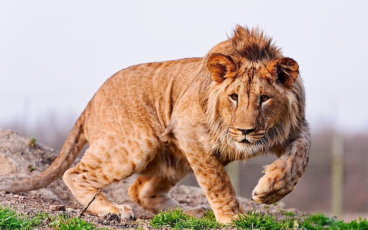 驚くべき若いライオン、ライオン、大きな猫、 HDデスクトップの壁紙