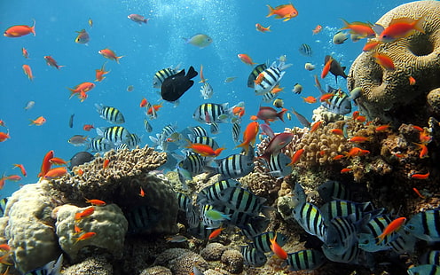 tropiska fiskar, djur, under vattnet, fisk, havsliv, koraller, natur, HD tapet HD wallpaper