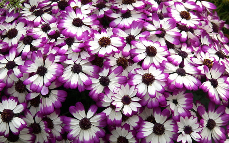 Cineraria Purple White Flower Petals Desktop Wallpaper Backgrounds Free Download, HD wallpaper