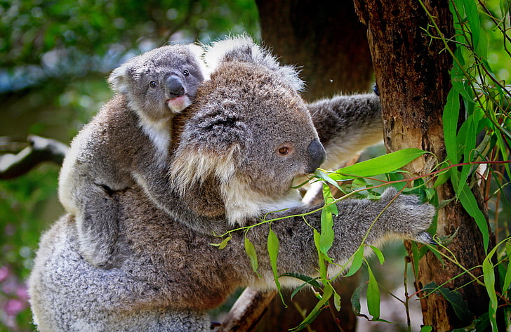 gray mother and baby koalas, koala, baby, tree, eucalyptus, HD wallpaper
