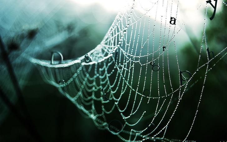 흰 거미줄, 숲, 방울, 비, 웹, HD 배경 화면