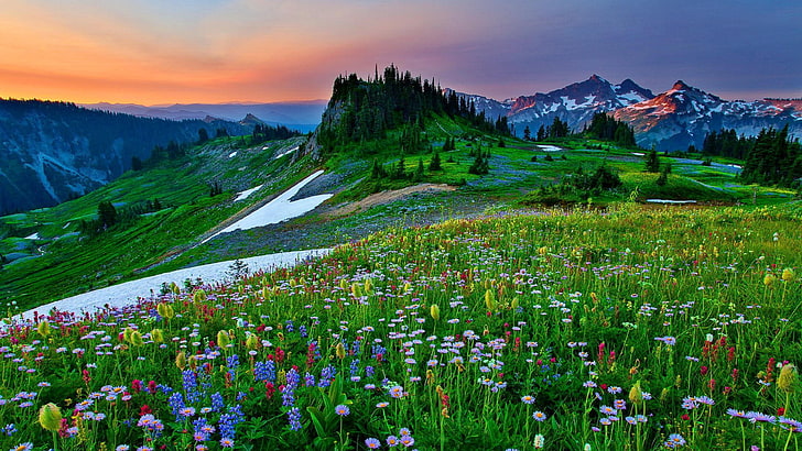Поле на планински цветя Небесна трева Прекрасен ултра 3840 × 2160 Hd тапет 1705170, HD тапет