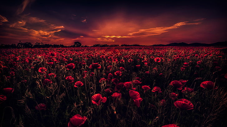 poppy field, sunset, poppies, horizon, sky, poppy, flower field, HD wallpaper