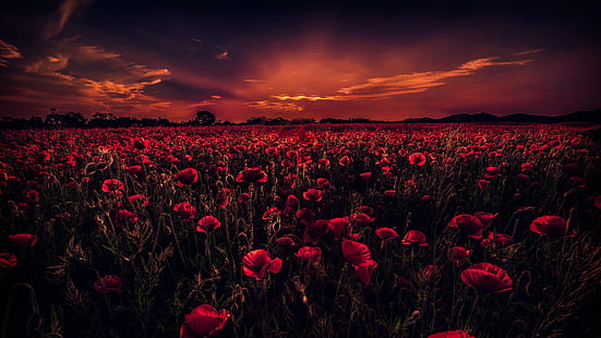 poppy field, sunset, poppies, horizon, sky, poppy, flower field, HD wallpaper HD wallpaper