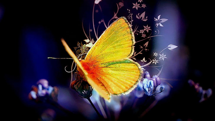fleur, papillon, abstrait, invertébré, pollinisateur, insecte, nectar, Fond d'écran HD