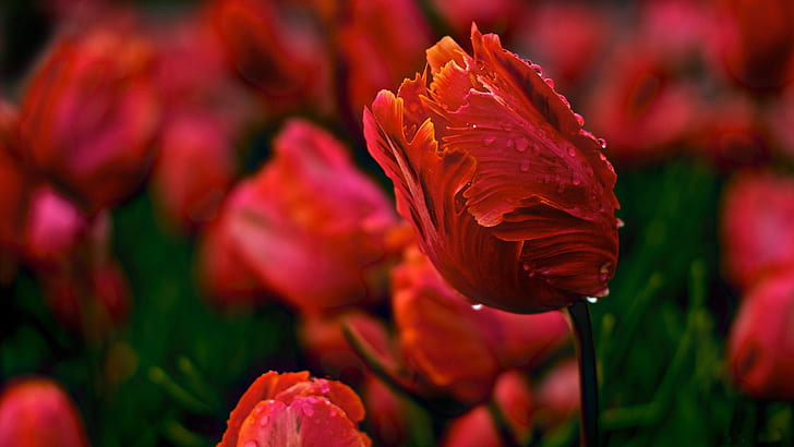 water, drops, flowers, nature, Rosa, Tulip, spring, petals, Bud, tulips, red, buds, HD wallpaper