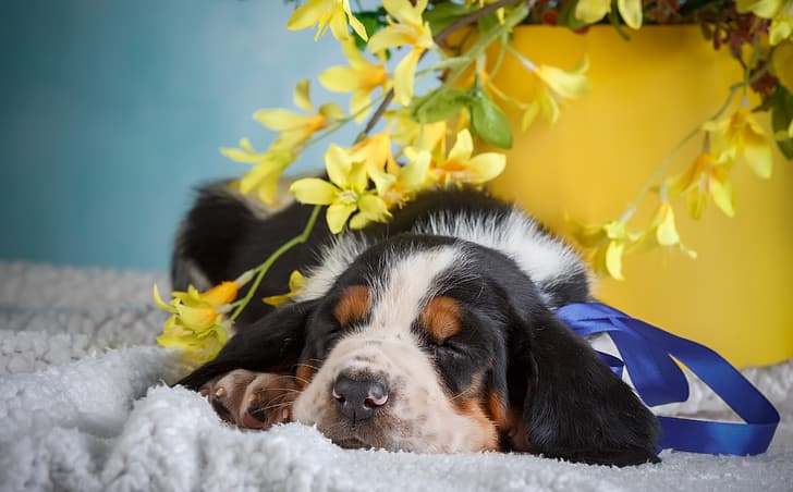 ดอกไม้พื้นหลังสัตว์ลูกสุนัข, วอลล์เปเปอร์ HD