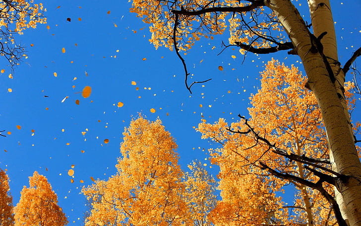 Autumn Falling Leaves, autumn, nature, falling, leaves, HD wallpaper
