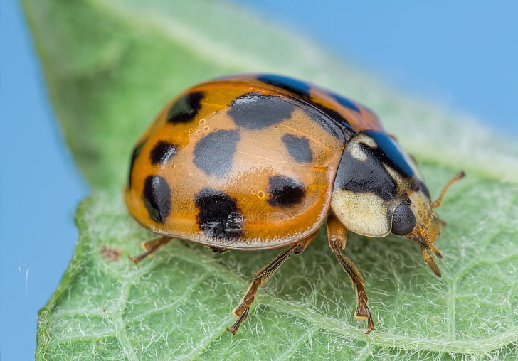 ladybug, insect, Ladybird-harlequin, HD wallpaper
