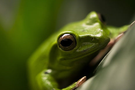 animals, amphibian, frog, macro, HD wallpaper HD wallpaper