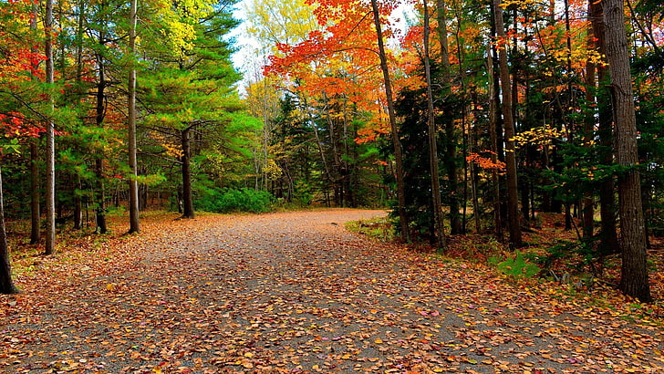 green trees, forest, fall, path, red leaves, fallen leaves, HD wallpaper