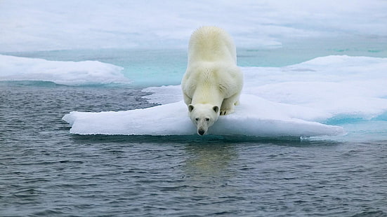 polar bear, arctic ocean, arctic, bear, polar ice cap, melting, iceberg, ice cap, sea ice, wildlife, water, ocean, ice, sea, HD wallpaper HD wallpaper
